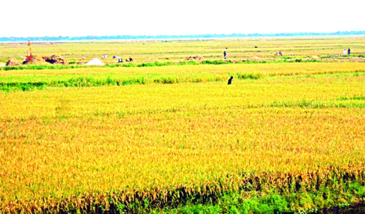 সিলেটে ভারী বৃষ্টিপাতের শঙ্কা, ধান কাটতে সতর্কতা জারি